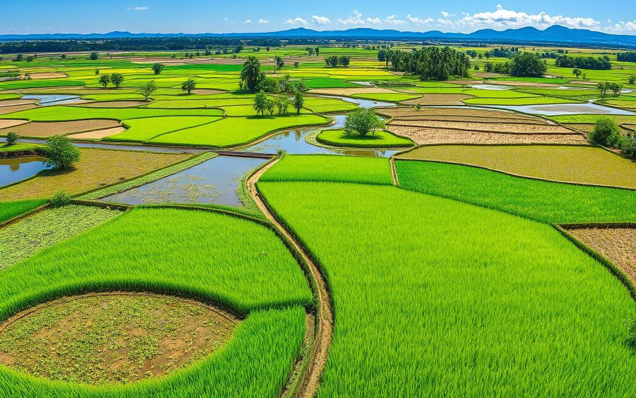 Where Does Rice Come From: 9 Key Facts About Rice Origins